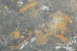 Ordovician Crinoid Fossils - Kaid Rami, Morocco #102844-2
